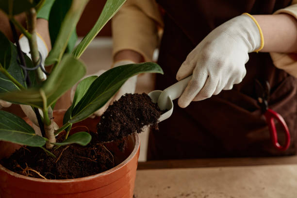 	What are the main disadvantages of indoor plants?