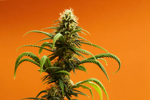 	Do the benefits of smoking cannabis outweigh the negatives?