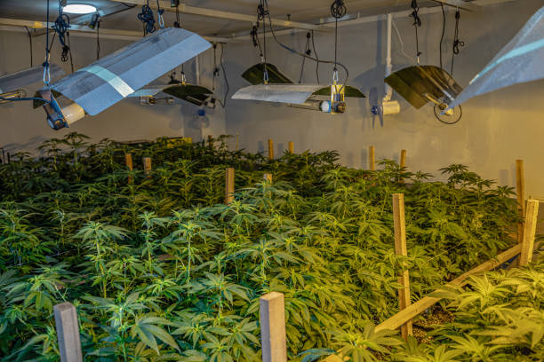 	Does smoking cannabis interfere with good studying for better results?