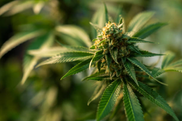 	What are the downsides of weed that people don't talk about?