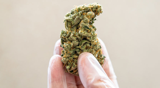 Best THCA Flower: Best THCA Buds to Buy Now