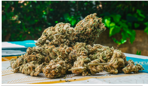 	Best THCa Flower Strains for Flavor Chasers and Potency Lovers