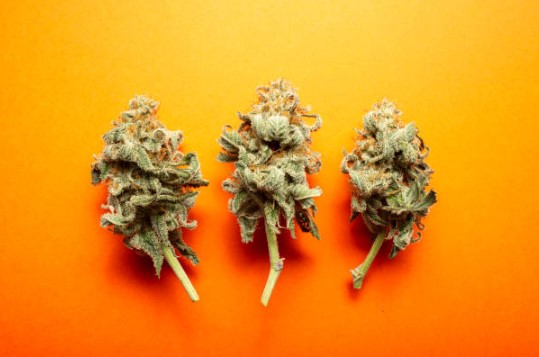 	Top Flower Buyer’s Guide: Top Strains Ranked