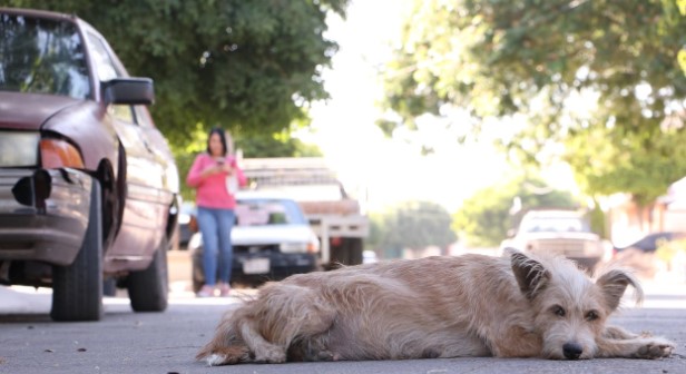	The Growing Demand for Professional Wildlife Control Services