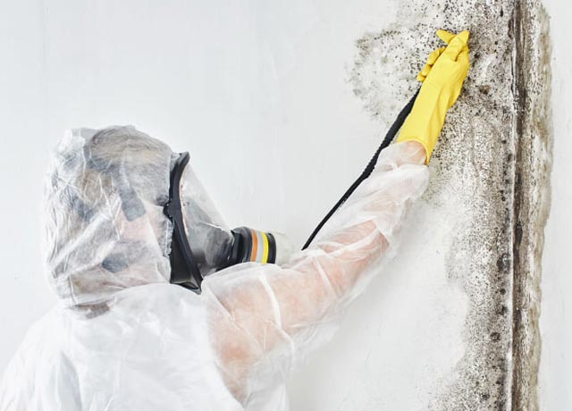 	How to Prevent Mold Growth in Your Home: Essential Steps for a Healthy Environment