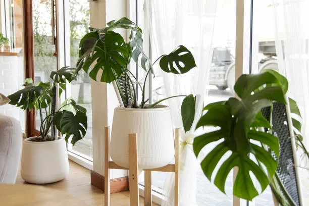  Creative ways to decorate with greenery