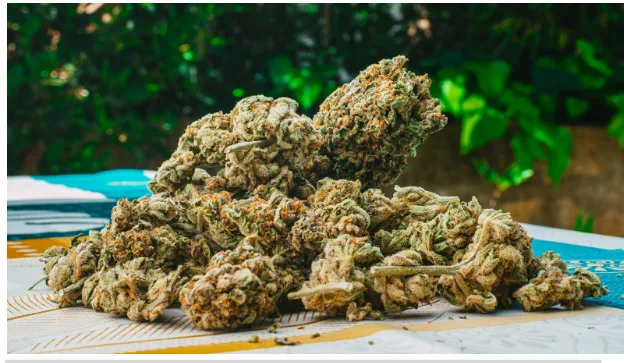 Best THCa Flower Strains for Flavor Chasers and Potency Lovers