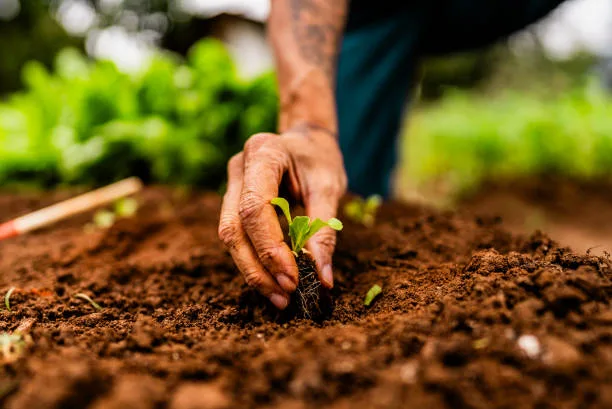 Farm Open: Essential Guidelines for a Successful Seasonal Launch