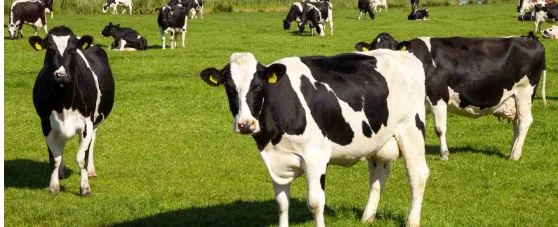 Why Choose a Veterinary Pharma Franchise Company in Kota for Your Business?