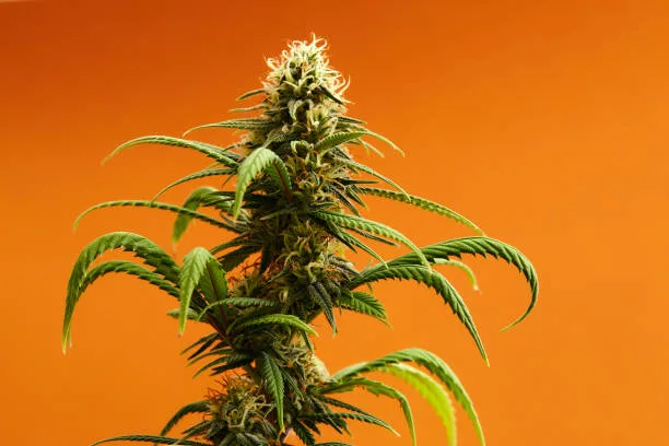 	Do the benefits of smoking cannabis outweigh the negatives?